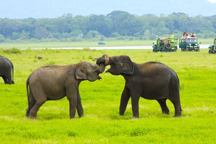 Habarana Safari